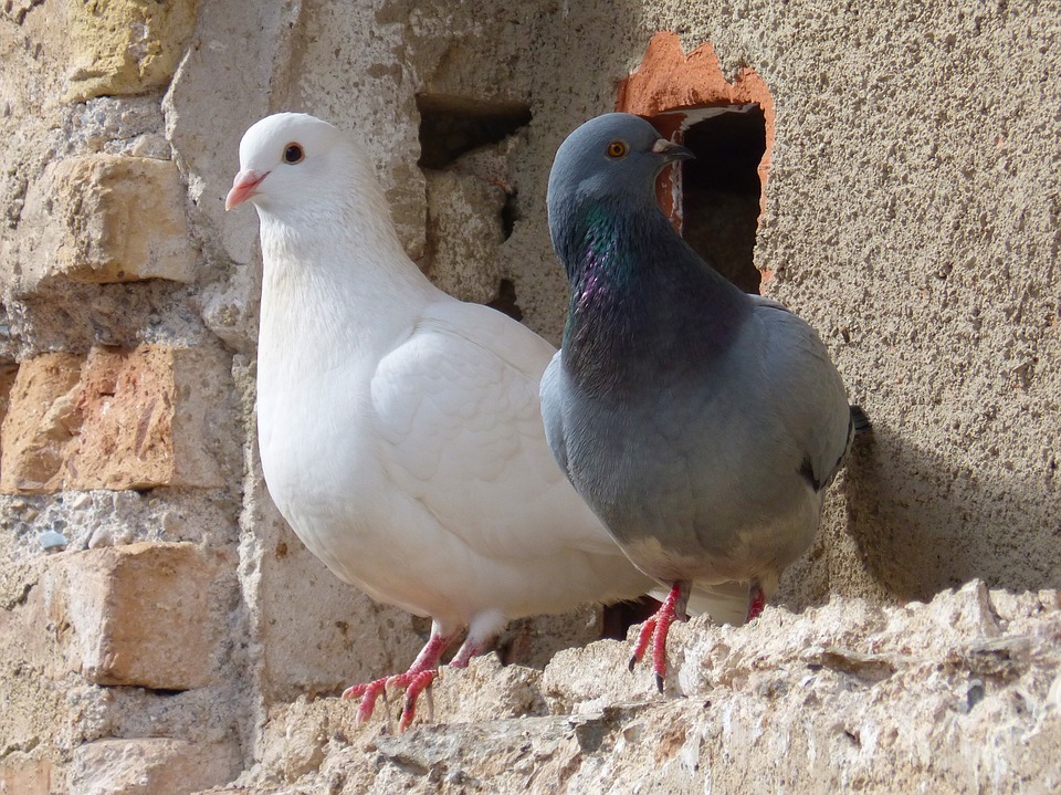 pigeons-1178919_960_720.jpg