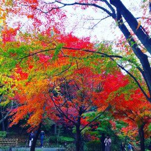 https://liburankejepang.com/wp-content/uploads/2020/06/Tokugawa-Garden-image-credit-by-Flickr-300x300.jpg