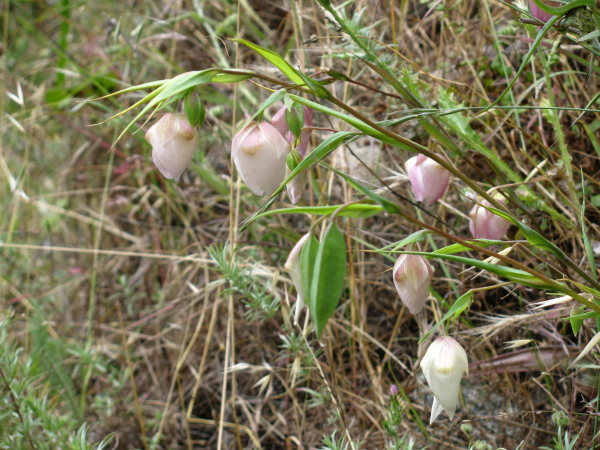 hanging white flowers and a pod