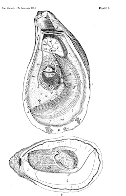 oyster anatomy, schematic illustration