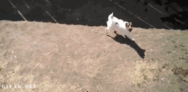 tumblr_mk22a5WTuV1s2yegdo1_500.gif