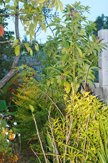 Futur jardin d'orchidées!!! - Page 2 IMG_4058