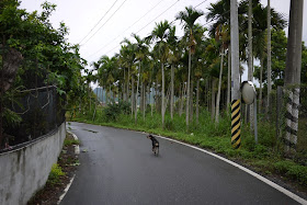 dog walking down road with palm trees on the side
