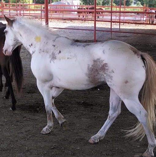 F.Javier Rando Fioretti Autor de VENDO CABALLOS IMPORTADOS PUESTOS EN RASTRO 