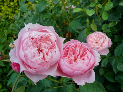 [Bild: P6231687.jpg]