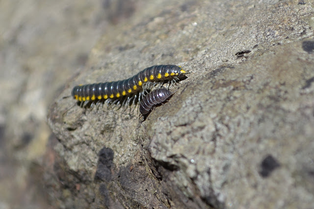 black and yellow millipede with rolly-polly