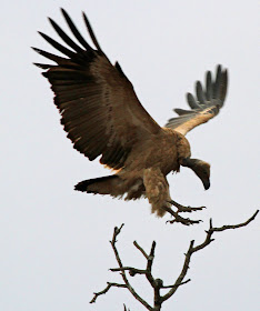 Wildlife Photos of African Eagle (Mala Mala, South Africa)