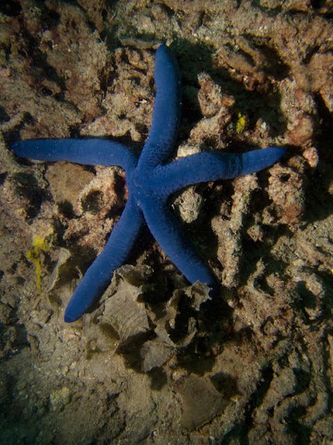 fiji-lalati-0085.jpg