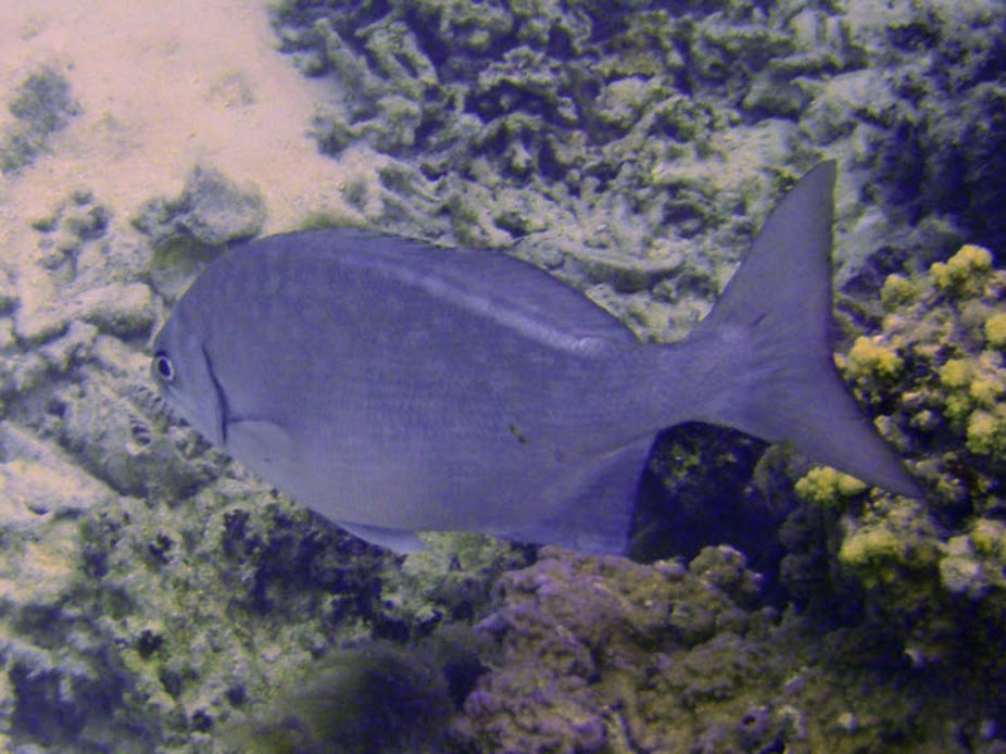 Kyphosus vaigiensis (Lowfin Chub), Aitutaki.