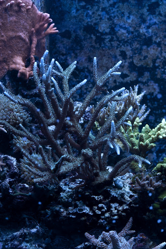 CRW 4196 - 90g take down - corals