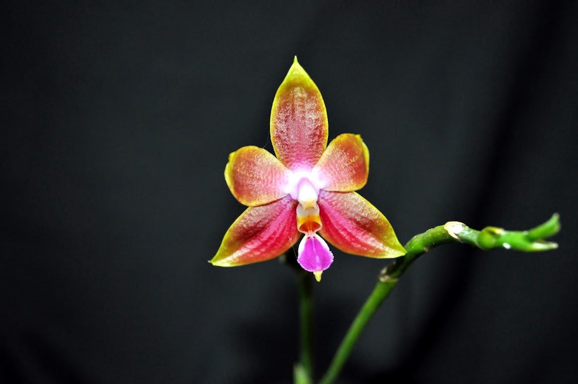 Phalaenopsis Penang Girl  DSC_0006