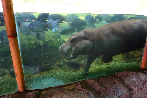 Pygmy hippopotamus