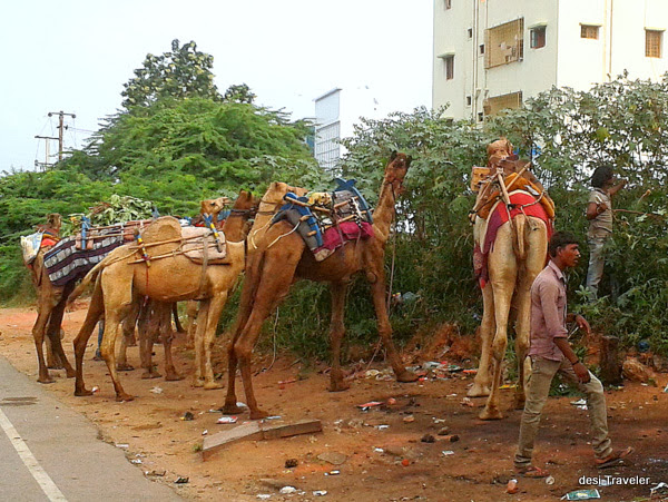 Camels and camel herder
