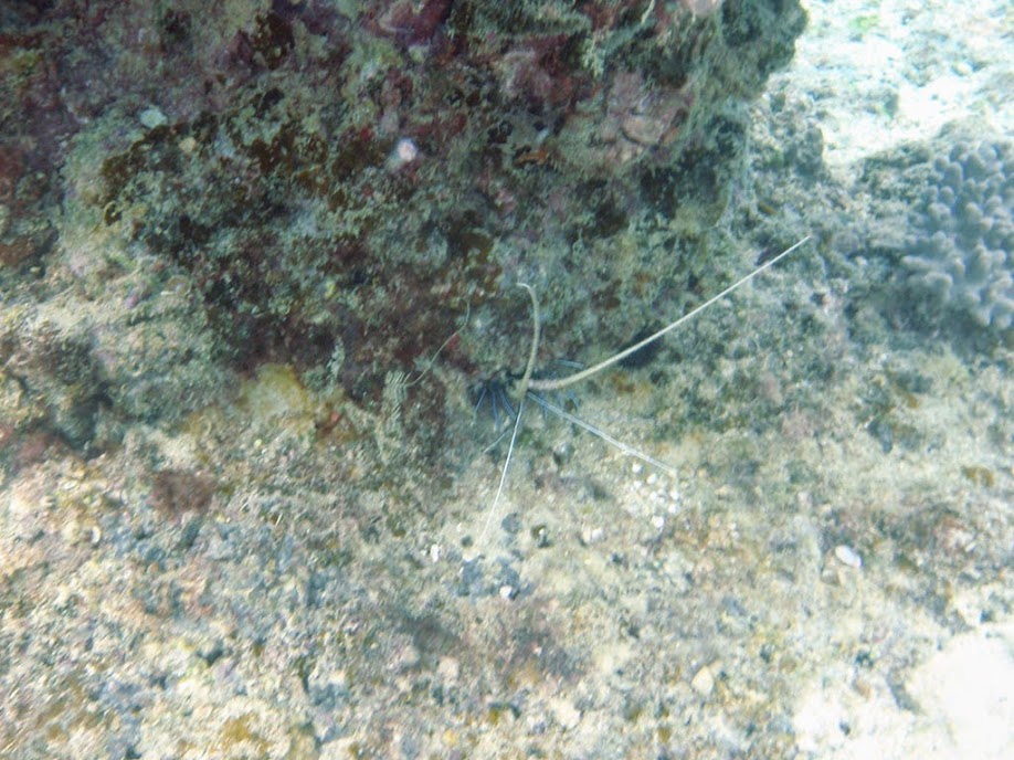 Parachirrhites arcatus (Blue Spiny Lobster), Naigani Island, Fiji.