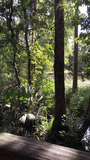 Palmettos On The Bayou