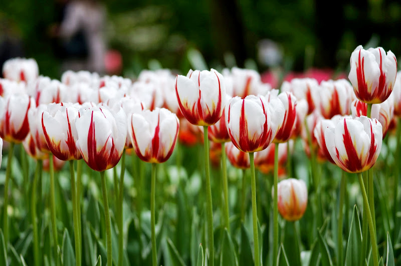 Tulip putih bergaris merah