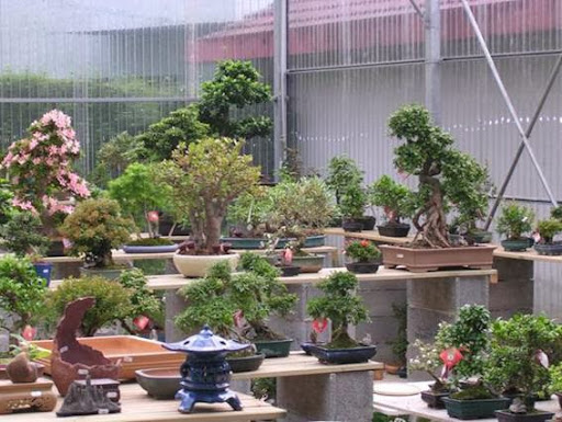 Irun Bonsai