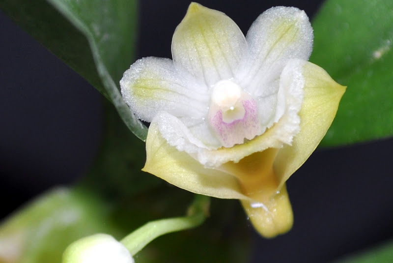 Dendrobium lamellatum CSC_0030