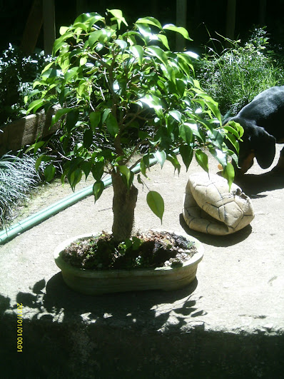 Ficus Benjamina... IMAG0957