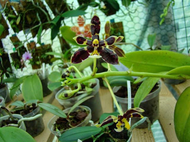 Phalaenopsis mannii "black" DSC01181