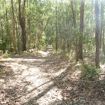 Forested track in Green Point Reserve (403693)