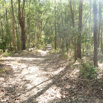Forested track in Green Point Reserve (403693)