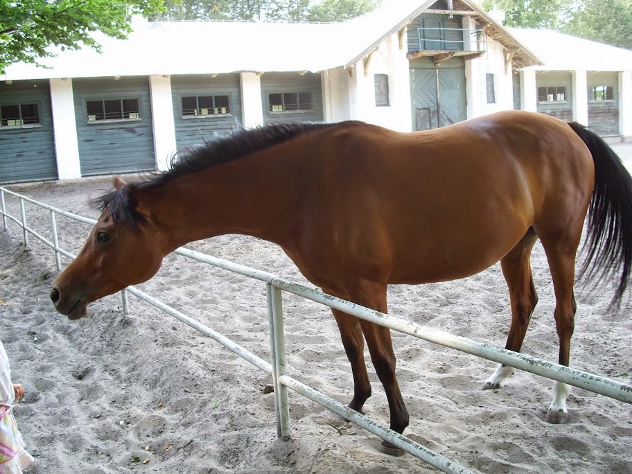 Obrazek
