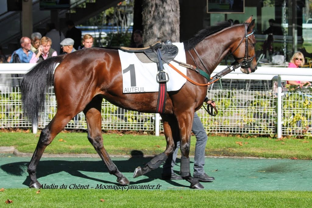 Photos Auteuil 18-10-2014 IMG_4828