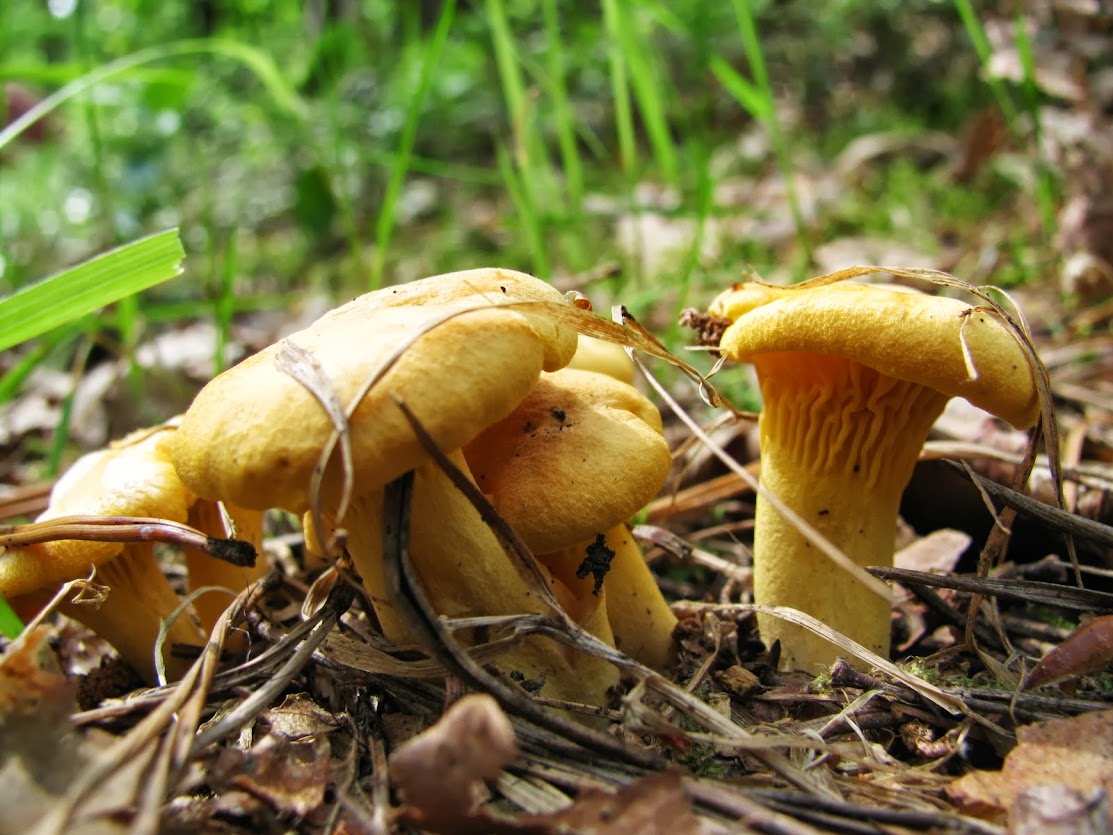 Paveikslėlis