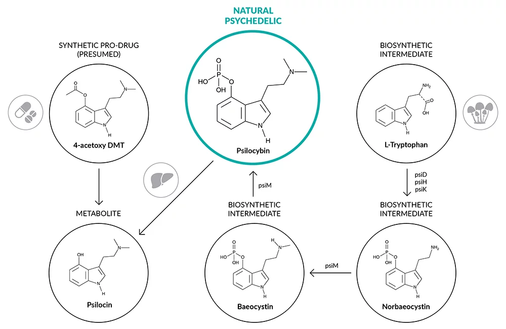 Psilocybin biosynthesis and conversion to psilocin