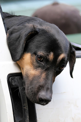 GARRY, jeune croisé beauceron, ayant échappé deux fois à la mort IMG_3329