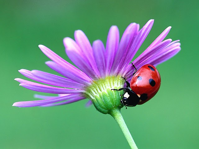 Nature Flowers Wallpapers | 16 wallpapers nature flowers. Nature Flowers Wallpapers | 16