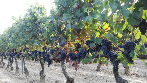 Main image of Tobelos Bodegas Y Viñedos (Rioja, Rioja Alavesa)
