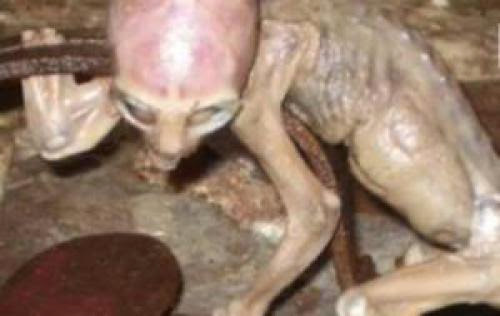 Incredible Story Of Baby Alien In Mexico
