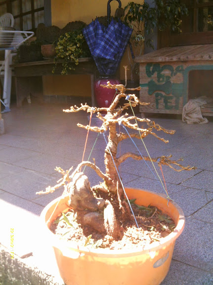 Ficus Nerifolia Reforma... IMAG0242