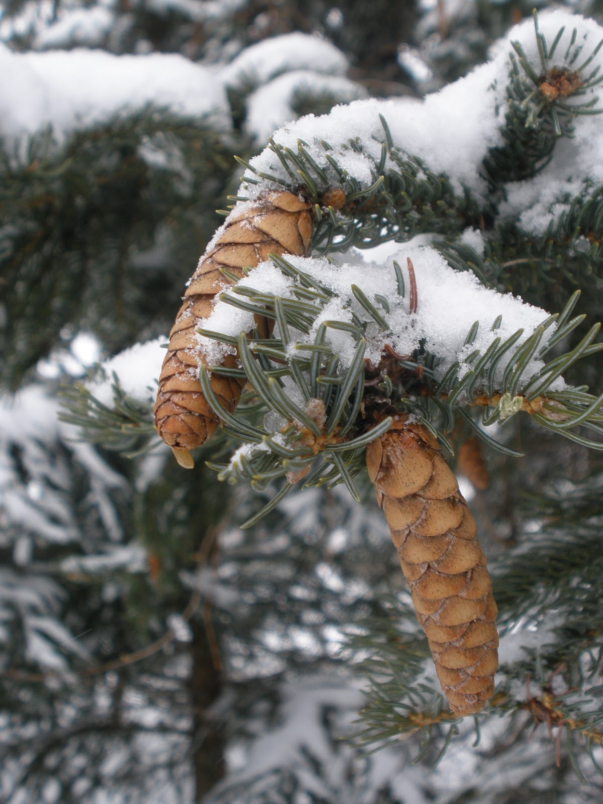Harvest Moon by Hand Outdoor Hour Challenge 44 Mammals Rabbits and Hares