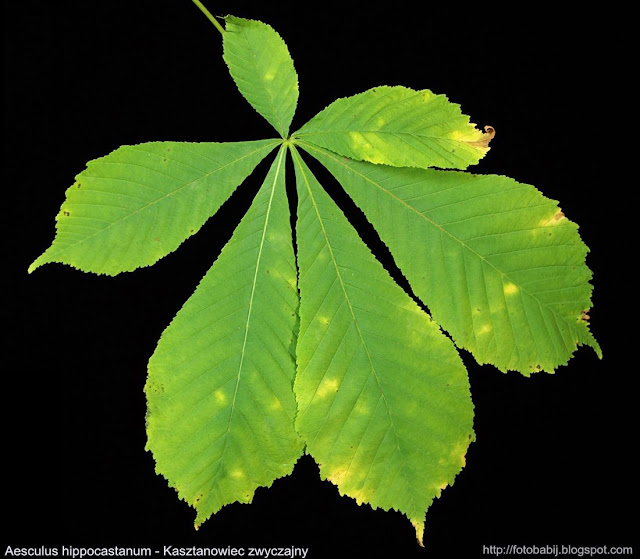 Aesculus hippocastanum leaf - Kasztanowiec zwyczajny liść