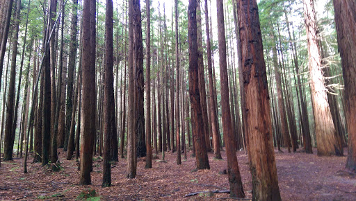 Whakarewarewa Forest