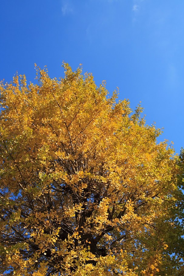 Золотое дерево золотая птица. Дерево гинкго осенью. Золотой нанму дерево. Золотистое дерево. Золотое дерево в Японии.