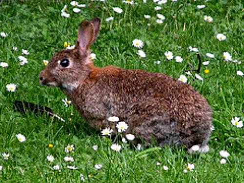 Religion Belief Sabbat Of Ostarthe Legend Of The Easter Bunny