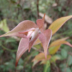 New growth in Magdala Gully (147105)