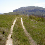 Overgrown service trail to Mt Hay in the background (40605)