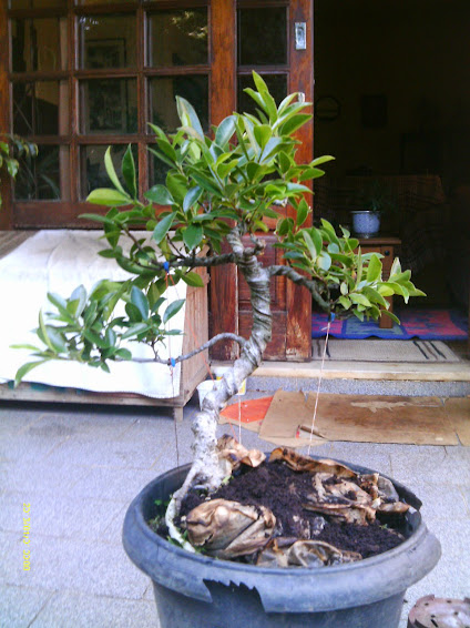 Ficus Microcarpa Tiger Bark DESASTRE!!!!!!!!!!!!!!! IMAG0143