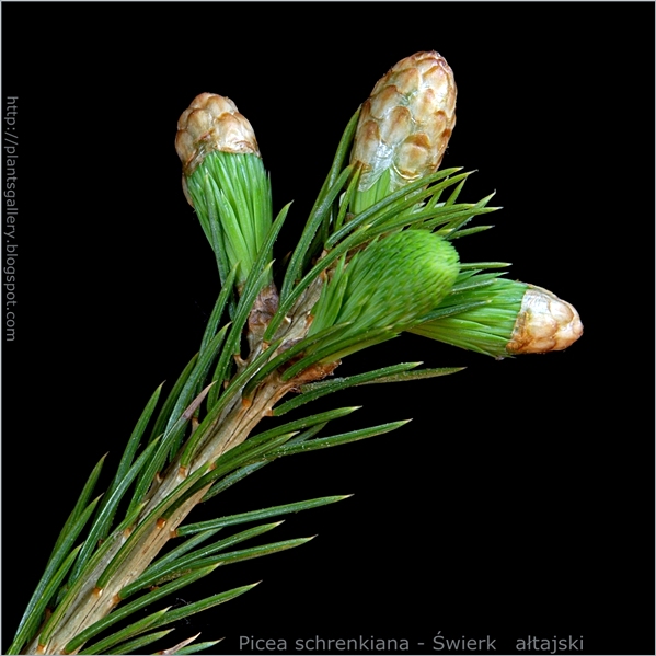 Picea schrenkiana - Świerk ałtajski wykluwanie młodych przyrostów