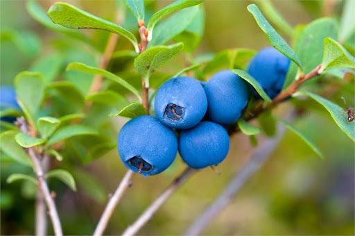 blueberry+juice+health+benefits.jpg