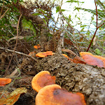 Orange Fungus growing beside Cowan Creek (420055)