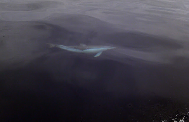 Esses magnificos Cetacios -  Cachalotes - Golfinhos etc 2011-05-19%25252012.07.49