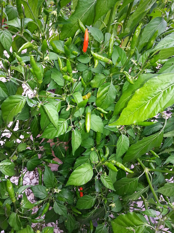 20140903_172843.jpg