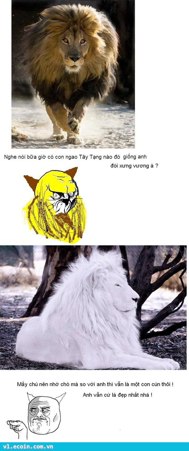 Khi chúa tể sơn lâm lên tiếng !
