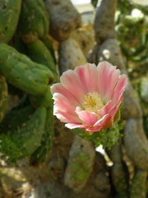 Kaktusi prelijepe Komize P8080184